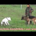 American Bully: Quanto è Diffuso l&#8217;Aggressività in Questa Razza Canina?