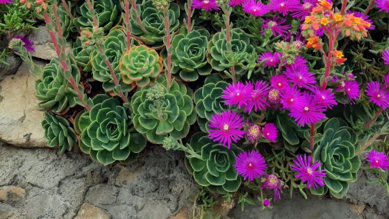 Le affascinanti piante grasse pendenti fiorite per dare vita alla tua casa