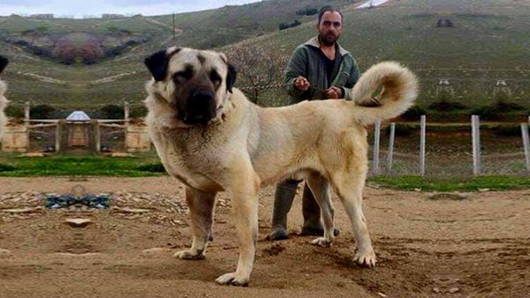 Il Pastore del Caucaso: la razza canina che fa paura
